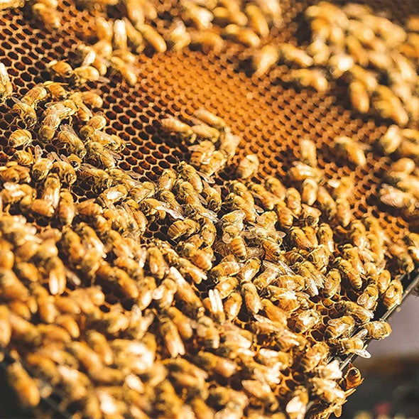 Comvita apiaries in Bay of Plenty region